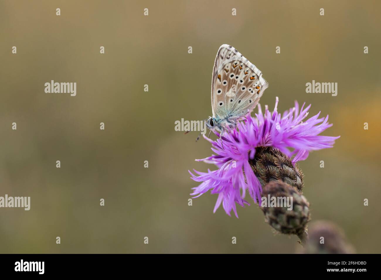 Chalkhill Blue Butterfly; Polyommatus coridon; Männlich; Großbritannien Stockfoto