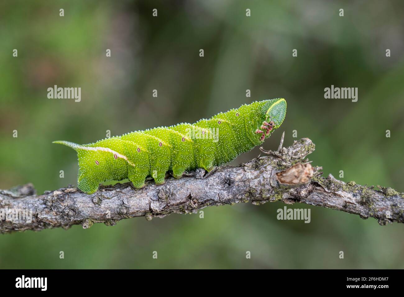 Eyed Hawk Moth Larva; Smerinthus ocellatus; Großbritannien Stockfoto