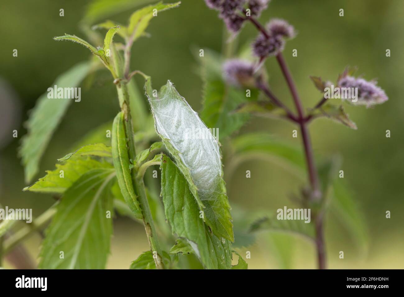 Goldfleck-Motte; Plusia festucae; Chrysalis; Sommer; Großbritannien Stockfoto