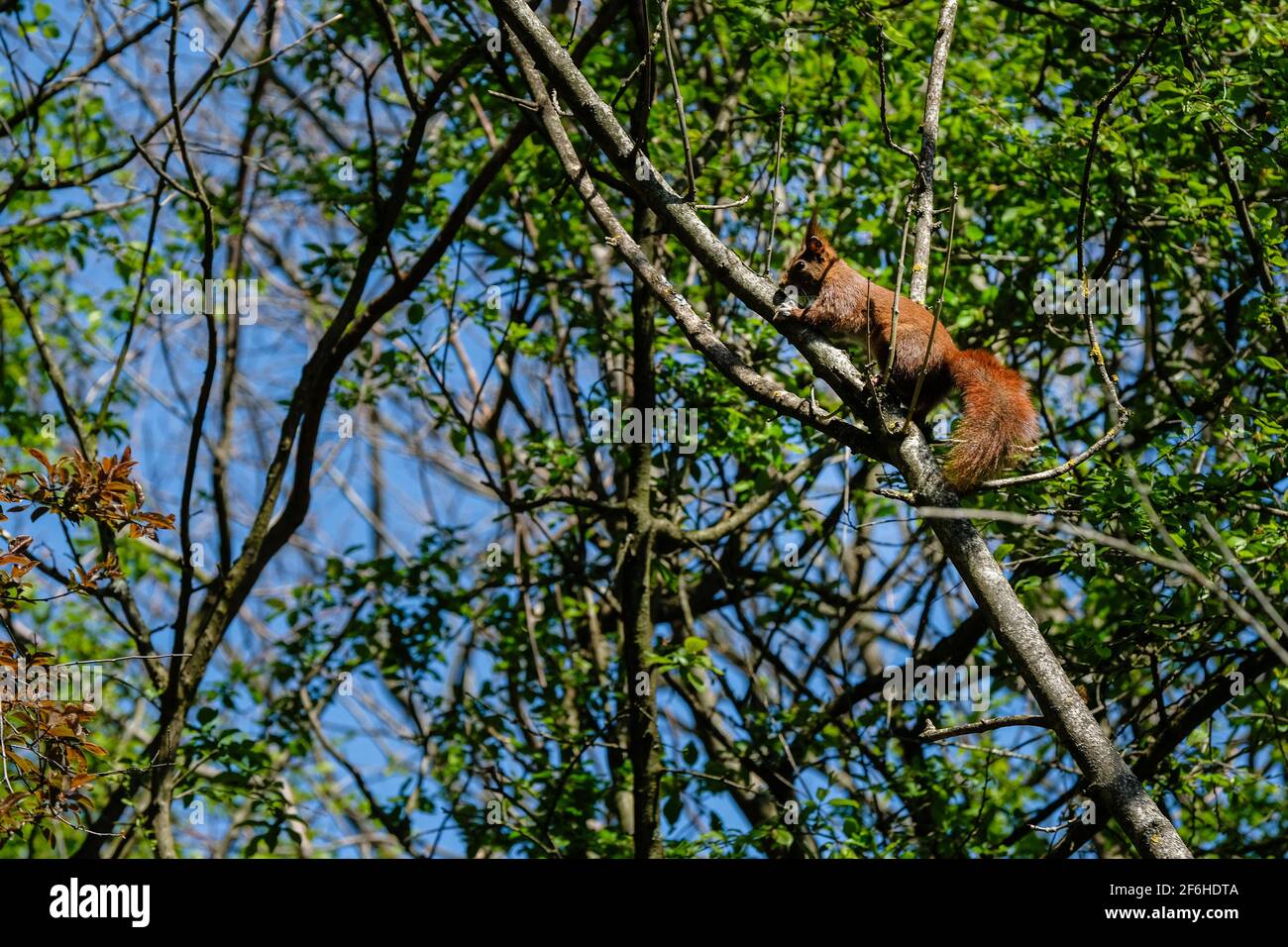 Ste Foy les Lyon (Frankreich), 29. März 2021. Ein Eichhörnchen in den Ästen von Bäumen in einem Wald. Stockfoto