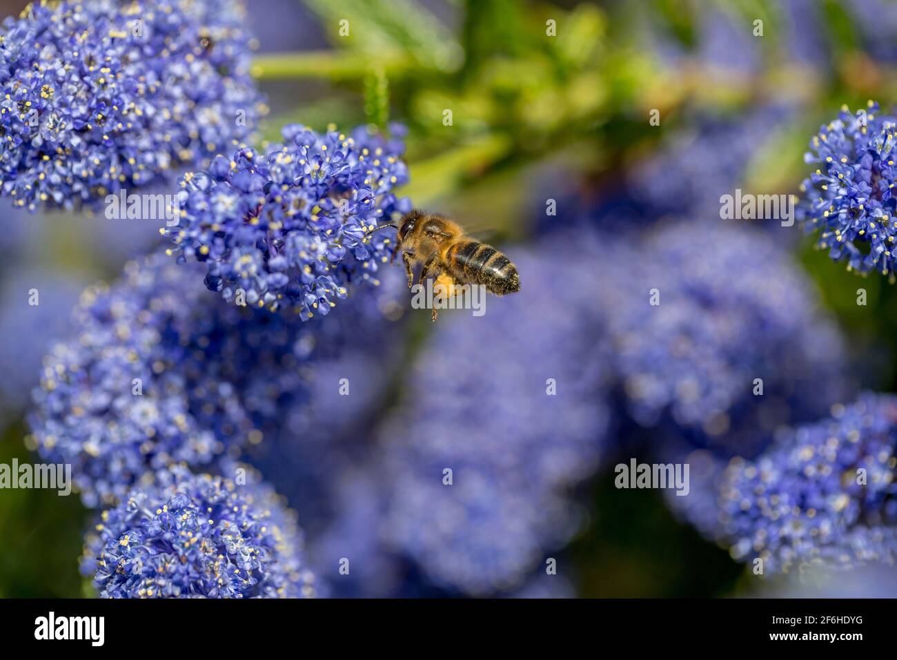 Honey Bee; APIs mellifera; bei Ceanothus; Großbritannien Stockfoto