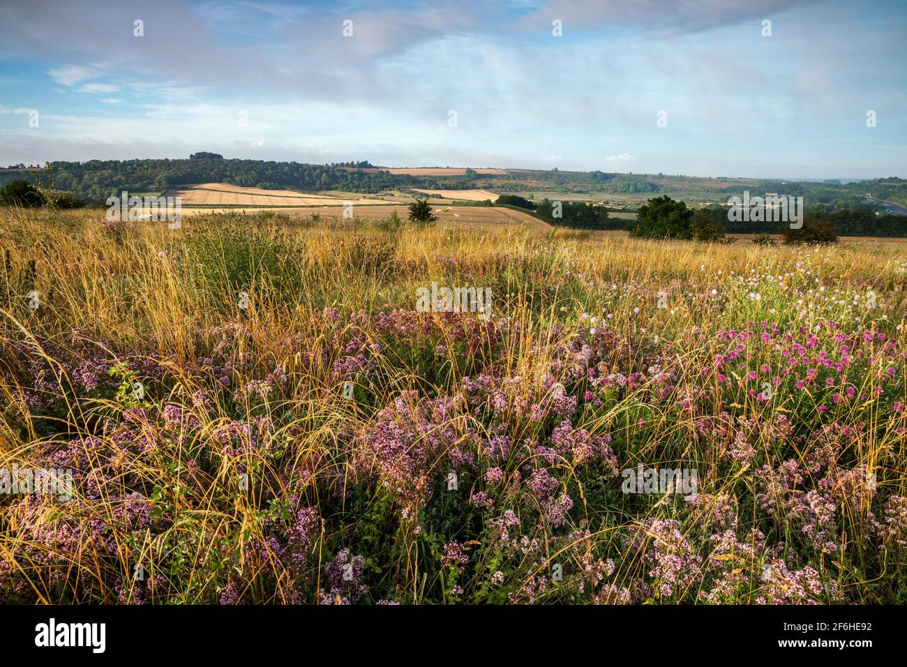 Wilder Majoran; Origanum vulgare; Magdalen Hill Down; Hampshire; Großbritannien Stockfoto