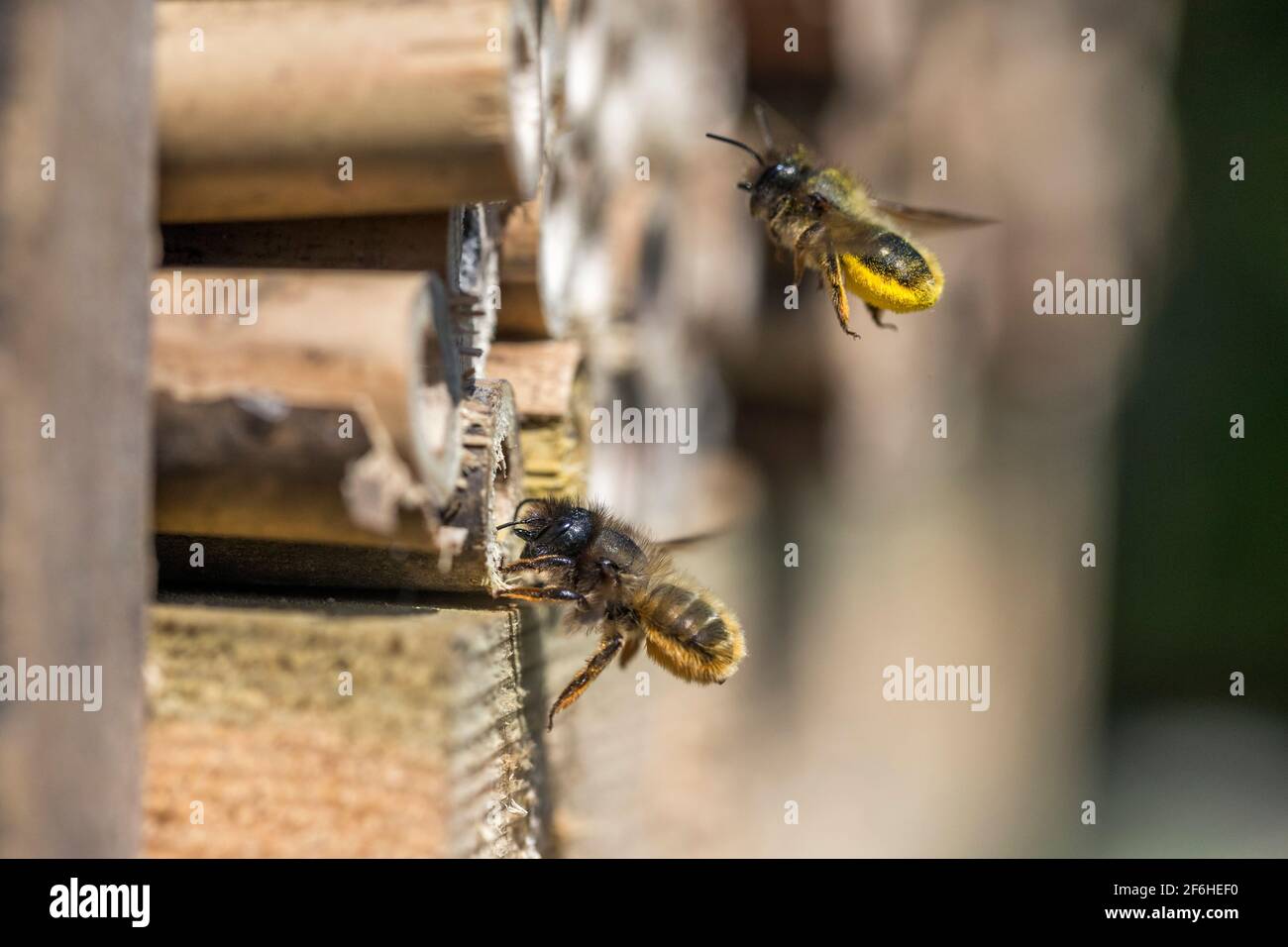 Red Mason Bee; Osmia bicornis; Bamboo Nest Chamber; Großbritannien Stockfoto