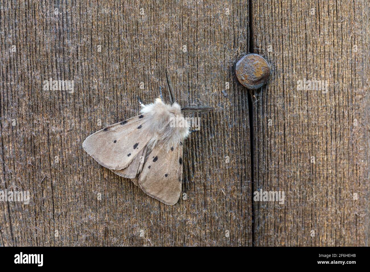 Musselin Moth; Diaphora mendica; Männlich auf Holz; Großbritannien Stockfoto