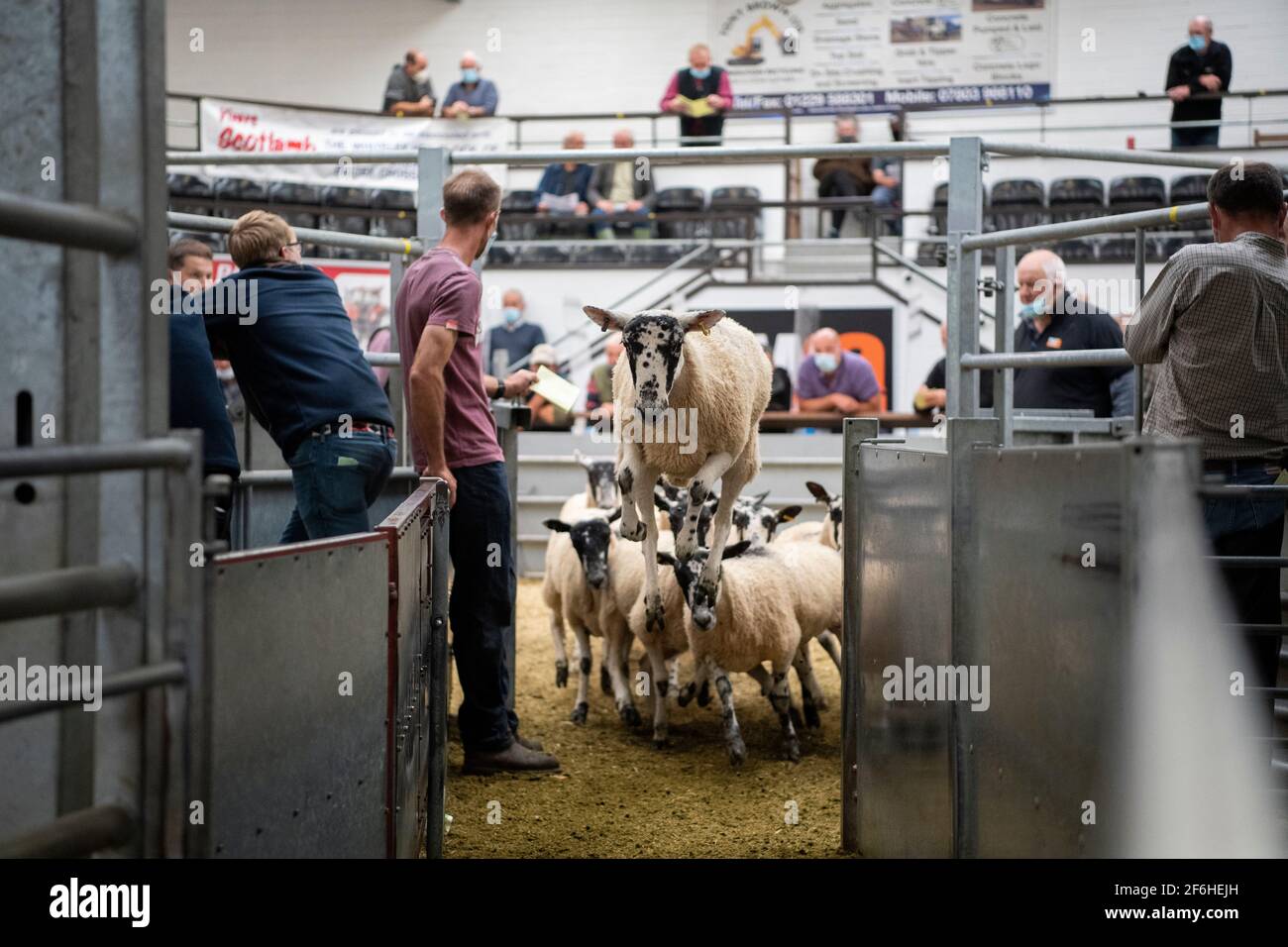 Schafe, die den Verkauf verlassen, werden bei einem Zuchtverkauf in einem Livestock Auction Mart, Cumbria, Großbritannien, verkauft. Stockfoto