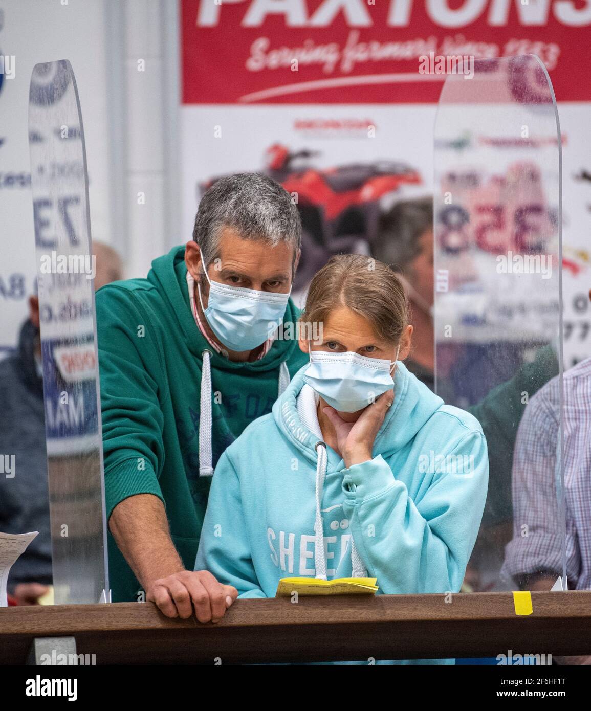 Bauern auf einem britischen Viehmarkt während der Covid-19-Pandemie im Jahr 2020, tragen Gesichtsmasken und soziale Distanzierung. Cumbria, Großbritannien. Stockfoto