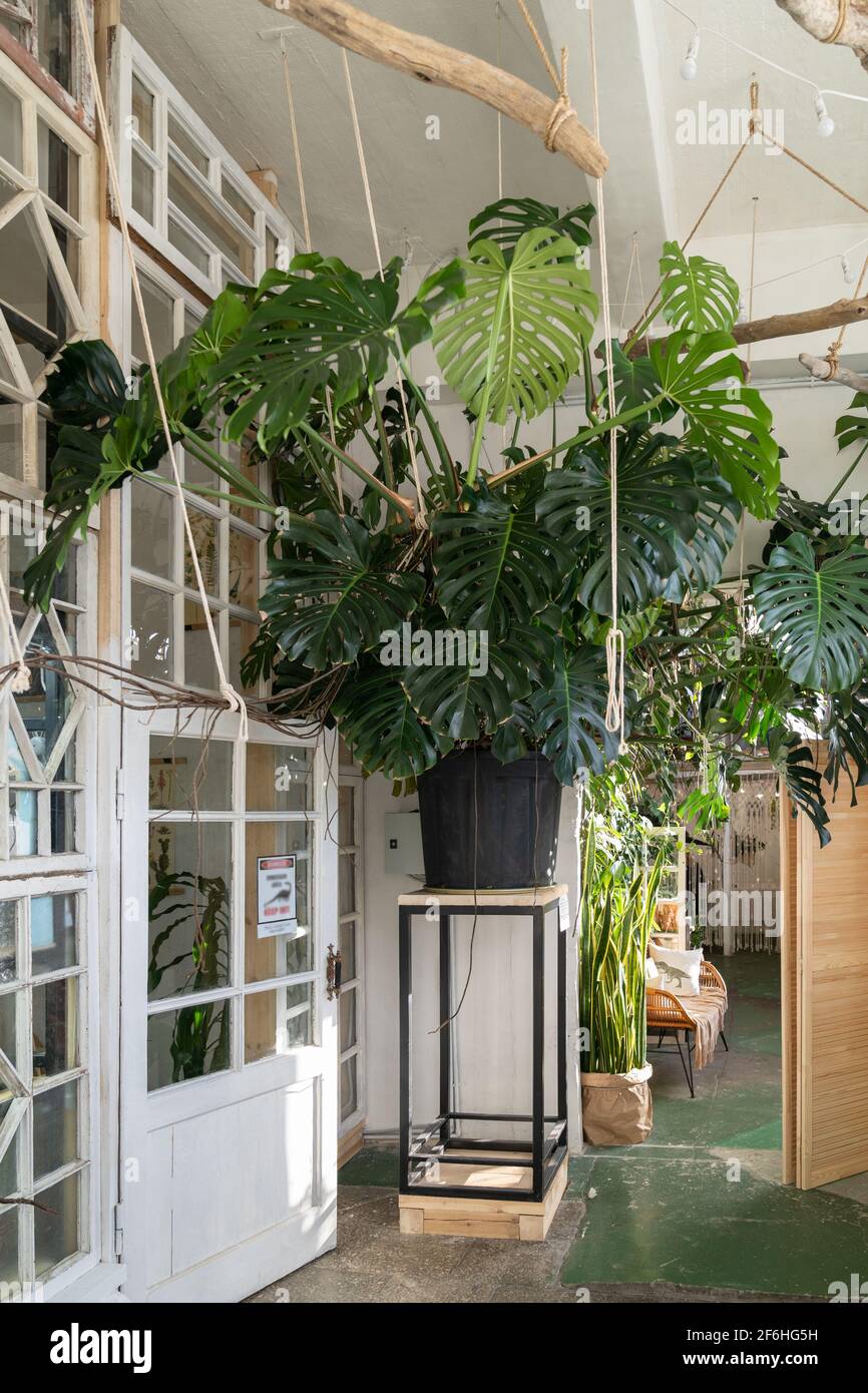 Stdtischer Dschungel, Liebe zur Pflanze. Interieur von gemtlichen  Hausgarten mit riesigen frischen grnen Monstera Zimmerpflanze  Stockfotografie - Alamy