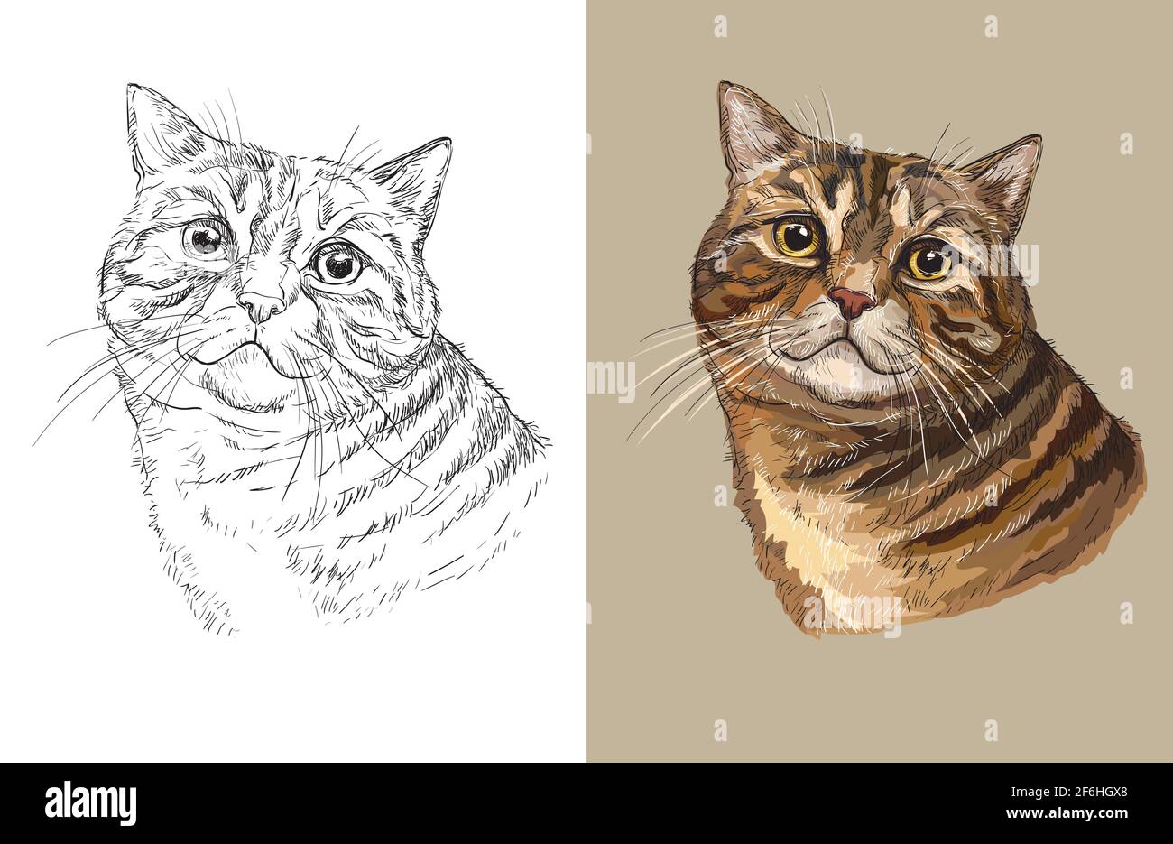 Handgezeichneter Kopf von niedlichen flauschigen Katze. Vektor schwarz-weiß und bunt isoliert Illustration von Pferd. Für Dekoration, Malbuch, Design, Drucke, Stock Vektor