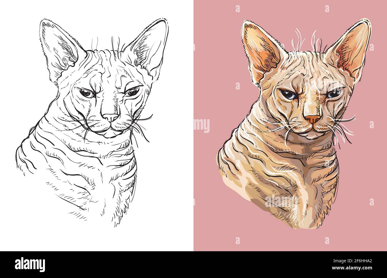 Handgezeichneter Kopf von niedlichen Ingwer-Katze. Vektor schwarz-weiß und bunt isoliert Illustration von Pferd. Für Dekoration, Malbuch, Design, Drucke, Stock Vektor
