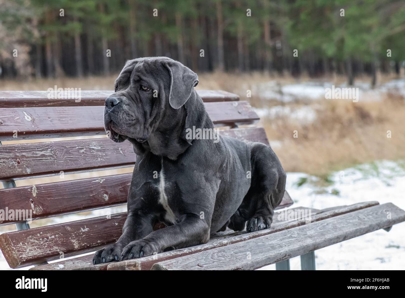 Der Cane Corso italien liegt auf einer Bank, die nach vorne blickt. Dieser Hund ist eine italienische Rasse von Mastiff. Es wird für den persönlichen Schutz, Tracking, Gesetz enfor verwendet Stockfoto