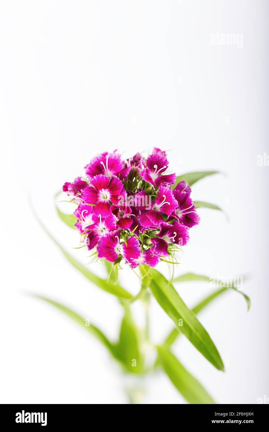 Rosa süße william Blume isoliert auf einem weißen Hintergrund. Stockfoto