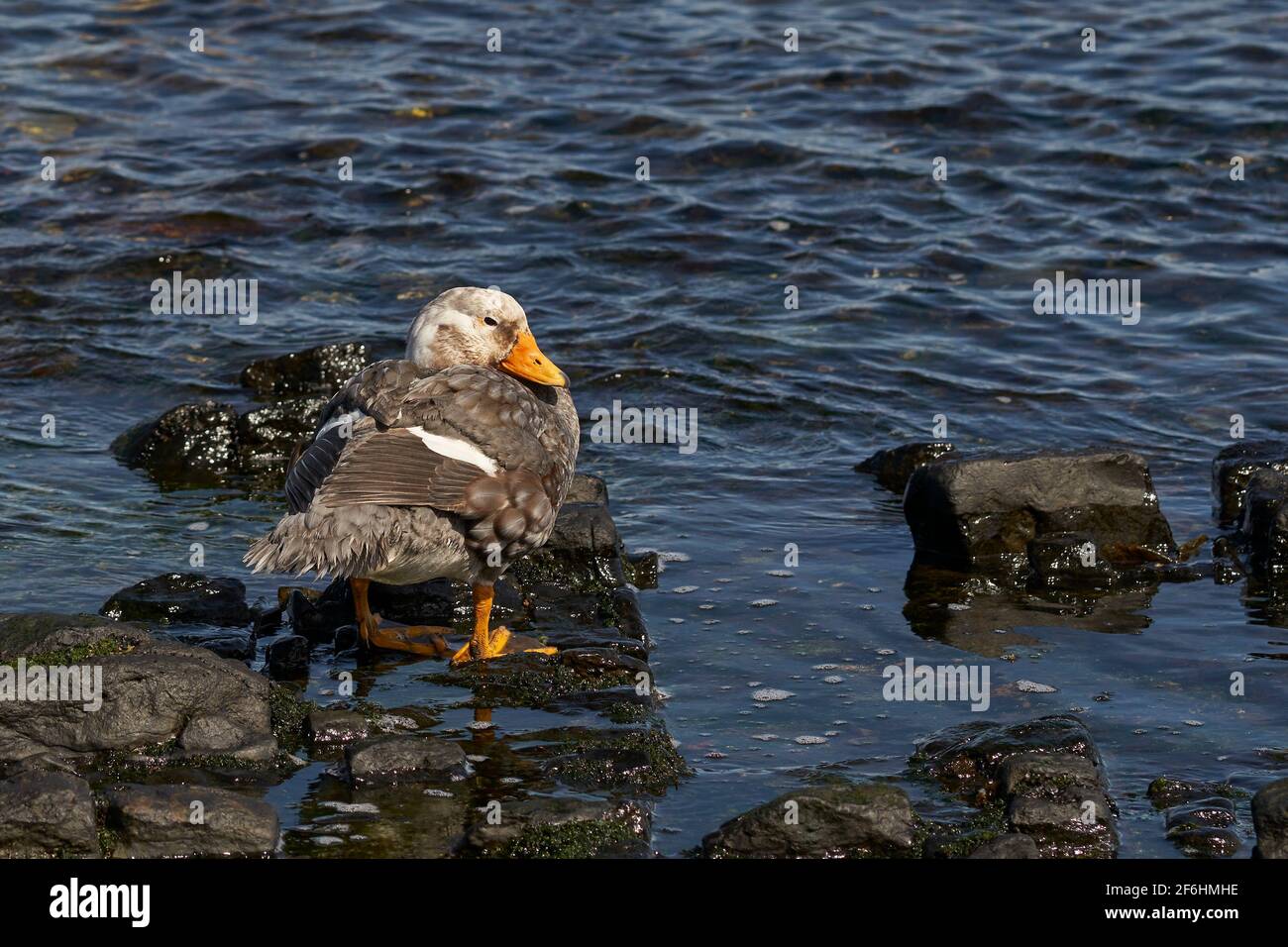 Falkland-Dampfduck (Tachyeres brachypterus) an der Küste der Bleaker Island auf den Falkland-Inseln. Stockfoto