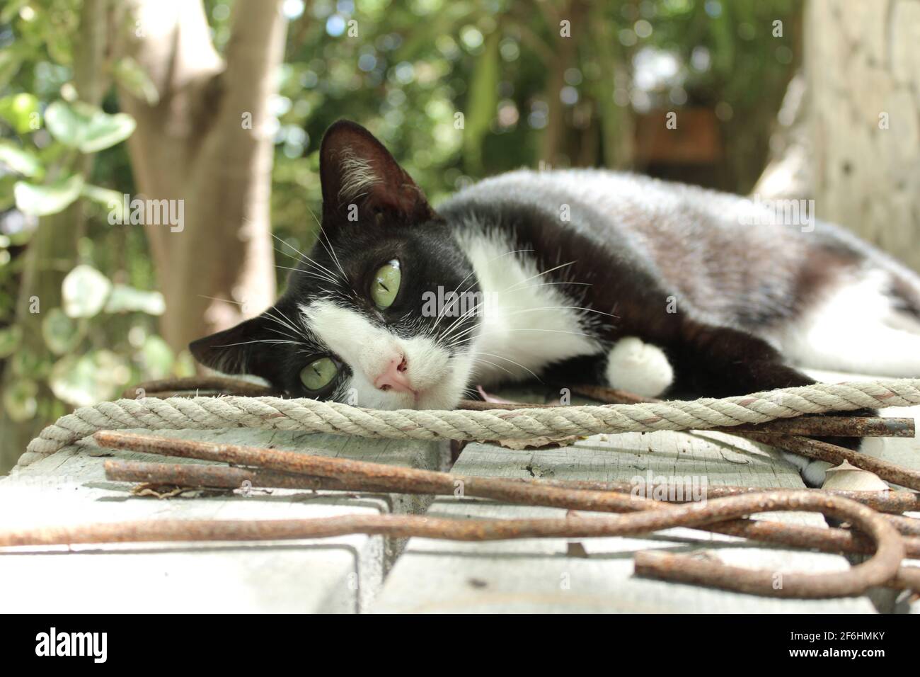 Portrait einer schwarz-weißen Katze, die sich in der Sonne entspannt Stockfoto