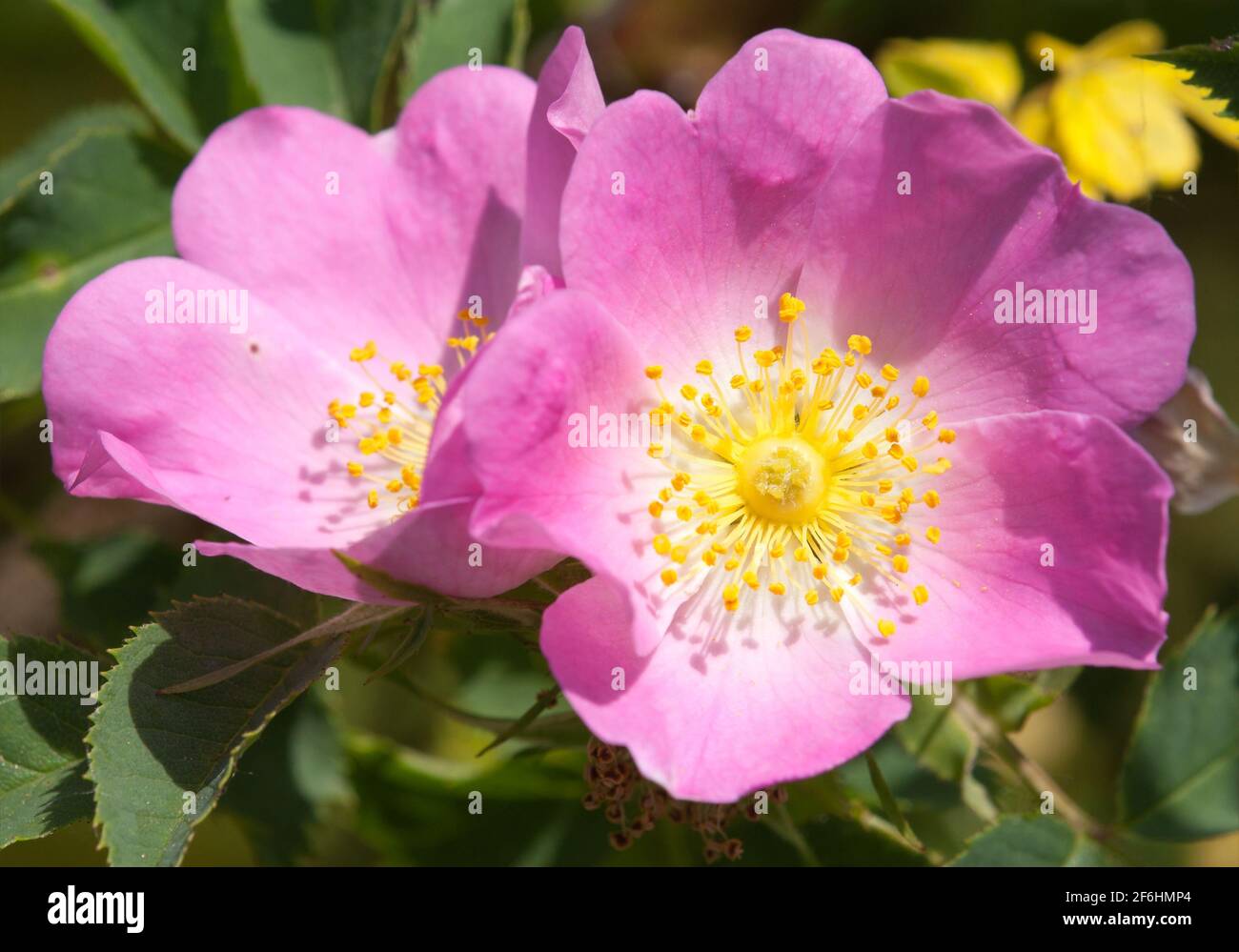 Schöne rosa und gelbe Blume von Hund-Rose Stockfoto
