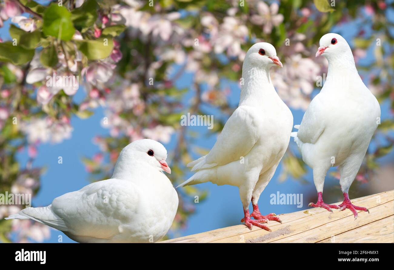 Drei weiße Taube auf blühendem Hintergrund - Kaisertaube - Ducula Stockfoto