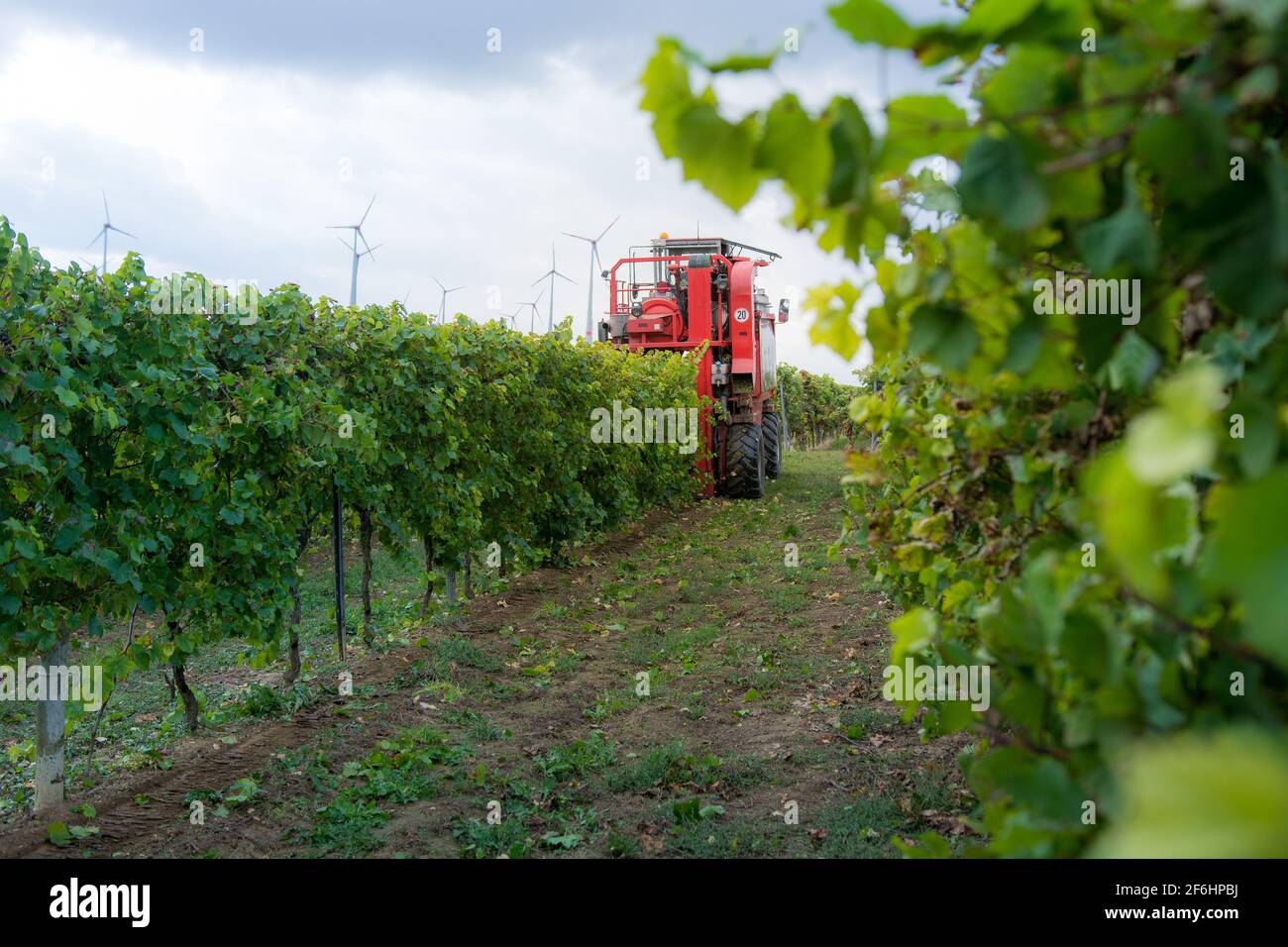 Rote Erntemaschine bei der Arbeit, um den grünen Weinberg zu ernten und Trauben in Rheinhessen bei Tageslicht Stockfoto