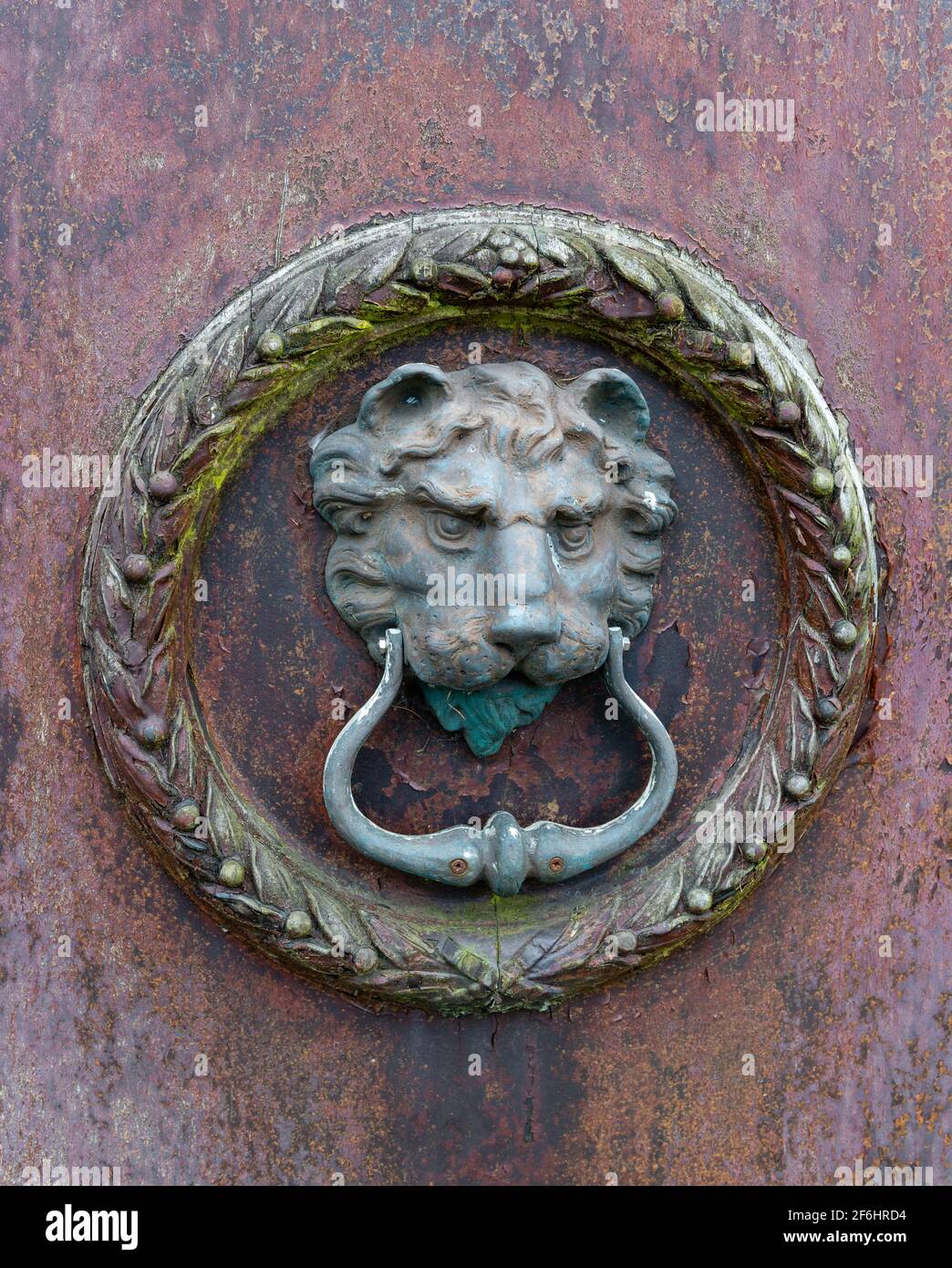 Ein alter Löwenkopf aus Messing klopft an eine Holztür Mit abblätternder Farbe Stockfoto