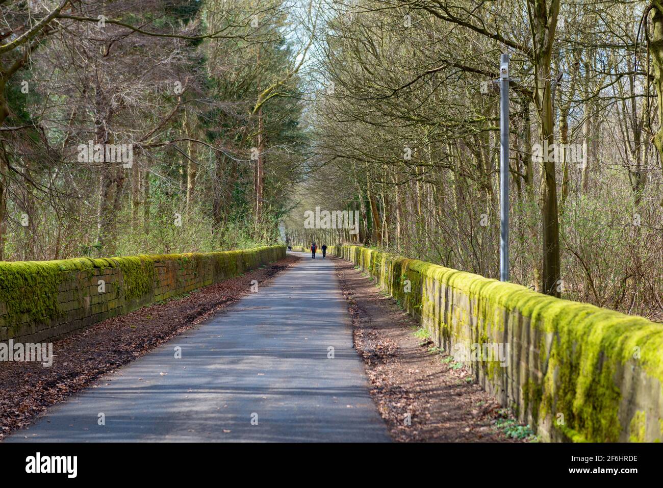 Blick auf eine gerade Straße, die von Steinmauern umgeben ist, die durch Wälder in Harewood, West Yorkshire, führen Stockfoto