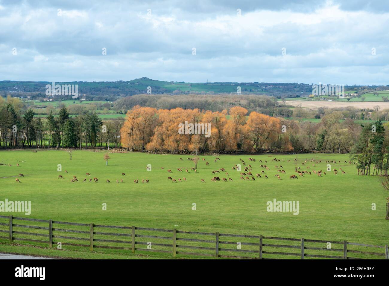 Eine Herde gezüchtter Rothirsche, die auf einem Feld grasen Auf dem Harewood Estate in West Yorkshire Stockfoto