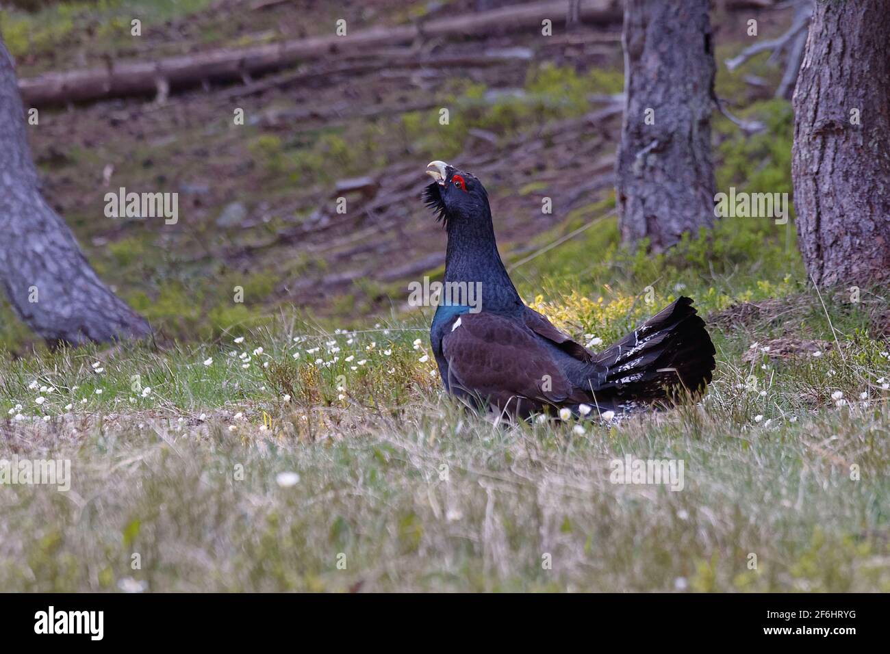Western Capercaillie (at Urogallus) Stockfoto