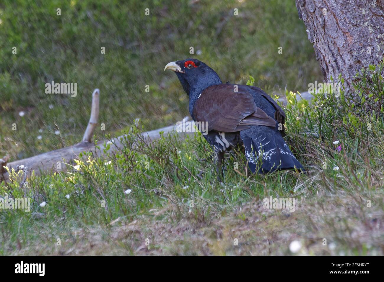 Western Capercaillie (at Urogallus) Stockfoto