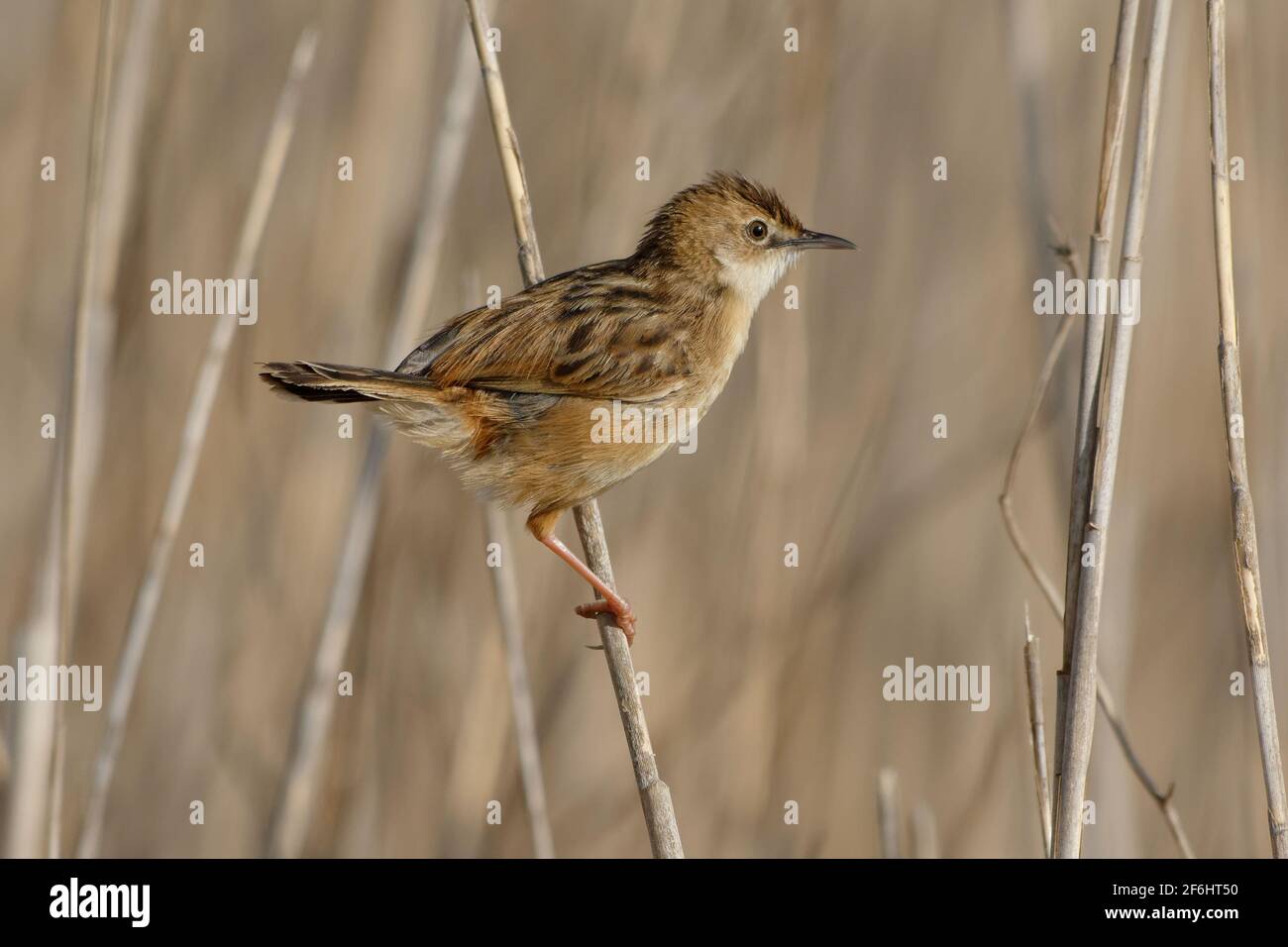 Drolligen Cistensänger (Cistensänger kommt) Stockfoto