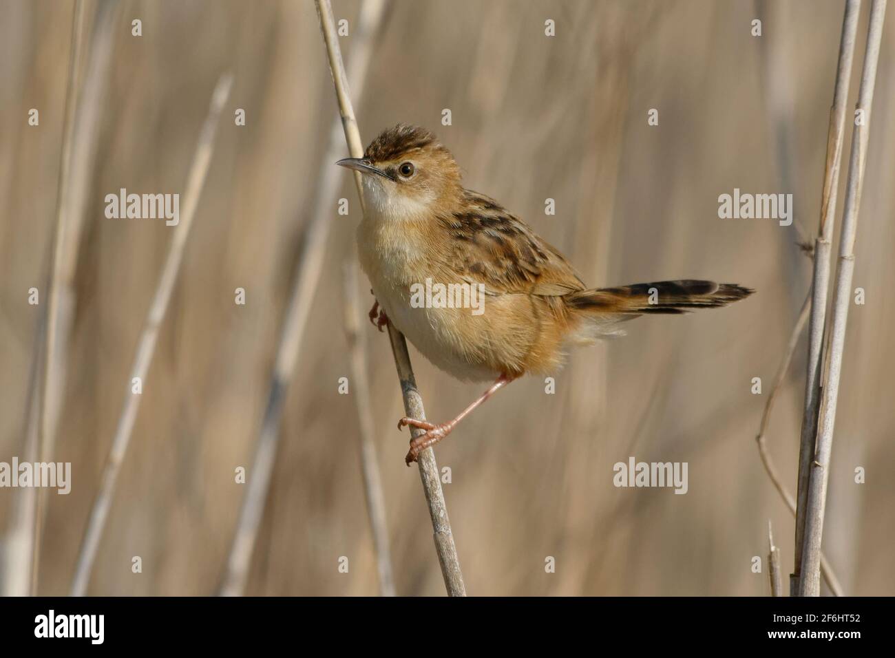 Drolligen Cistensänger (Cistensänger kommt) Stockfoto