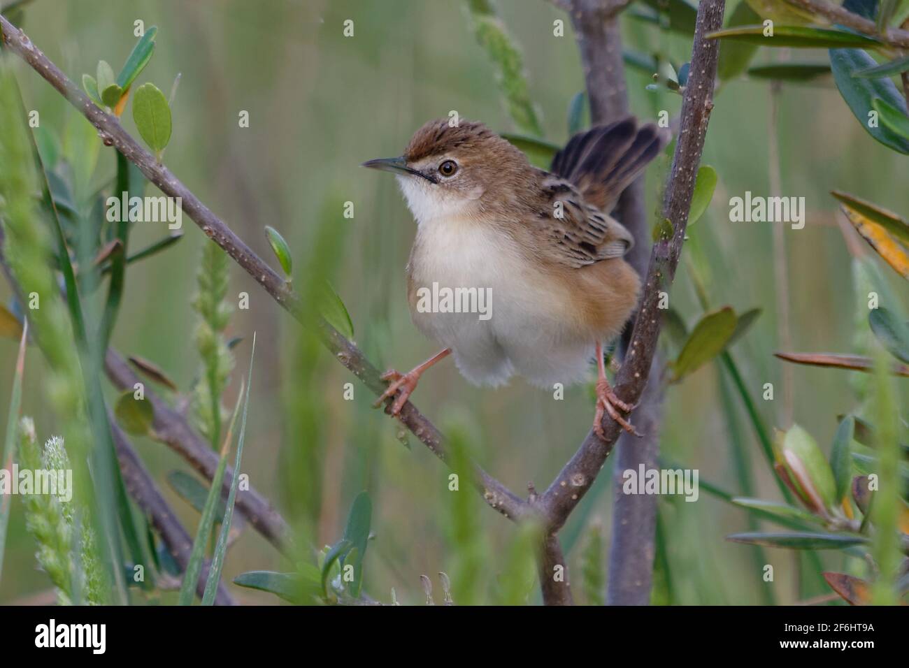 Drolligen Cistensänger (Cistensänger kommt) Stockfoto