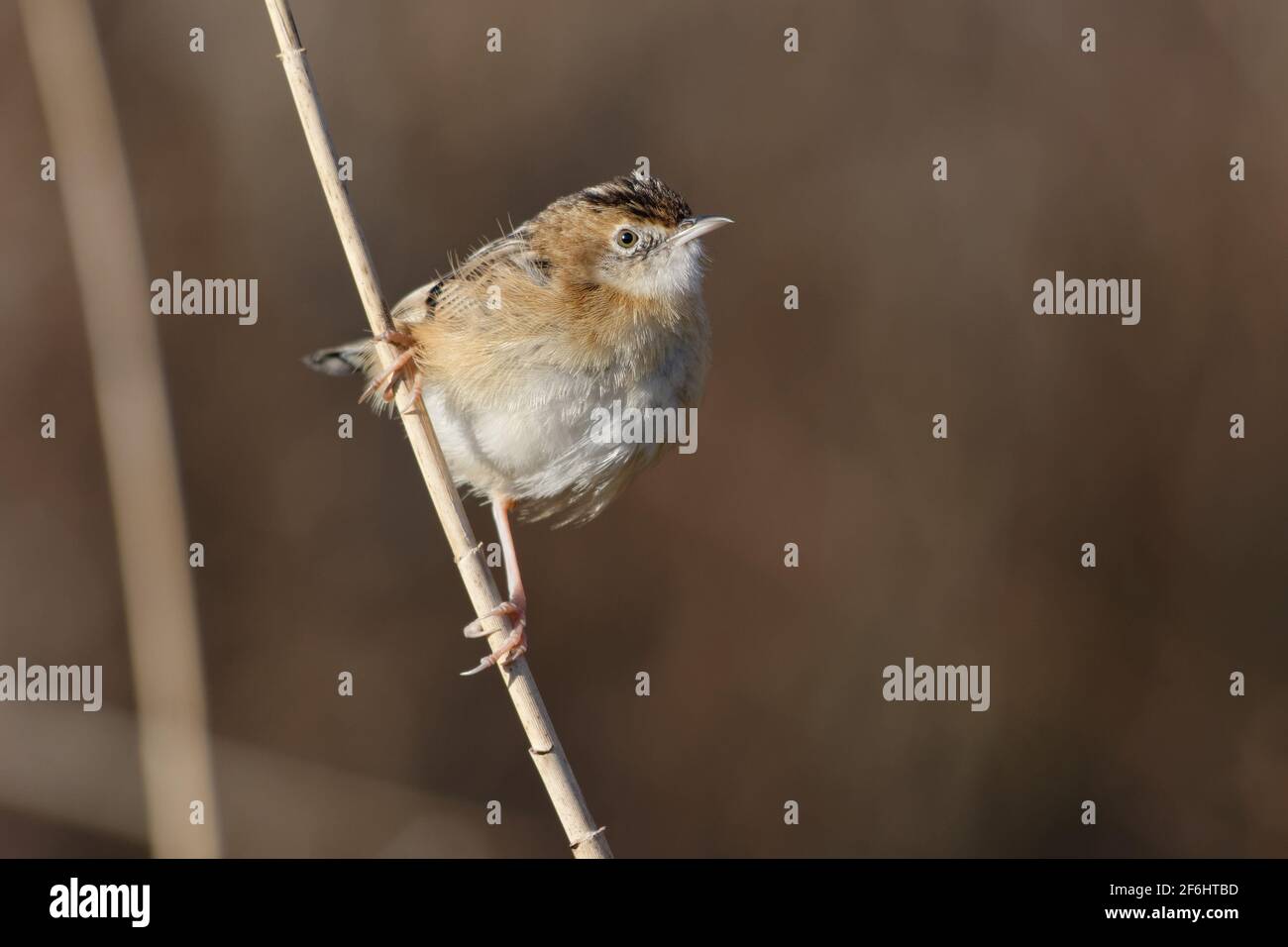 Drolligen Cistensänger (Cistensänger kommt) Stockfoto