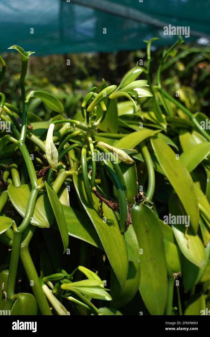 Reunion, Sainte-Suzanne, 2020/29/29: Vanillepflanzen (Vanilla planifolia), geschützt durch Netze in der Vanilleplantage des Grand Hazier-Anwesens, kurz Stockfoto