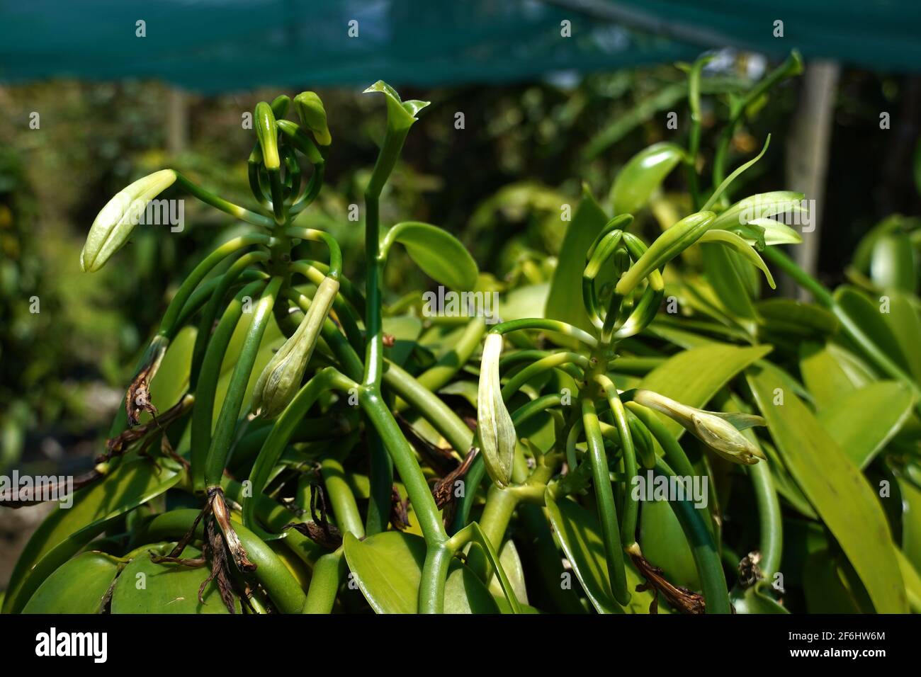 Reunion, Sainte-Suzanne, 2020/29/29: Vanillepflanzen (Vanilla planifolia),  geschützt durch Netze in der Vanilleplantage des Grand Hazier-Anwesens,  kurz Stockfotografie - Alamy