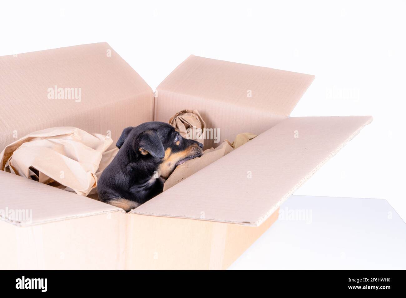 Während der Corona-Krise bieten mehr Welpenverkäufer Heimlieferungen an. Jack Russell Welpe Hund bereit für den Versand in einem Karton. Tiermissbrauch Stockfoto