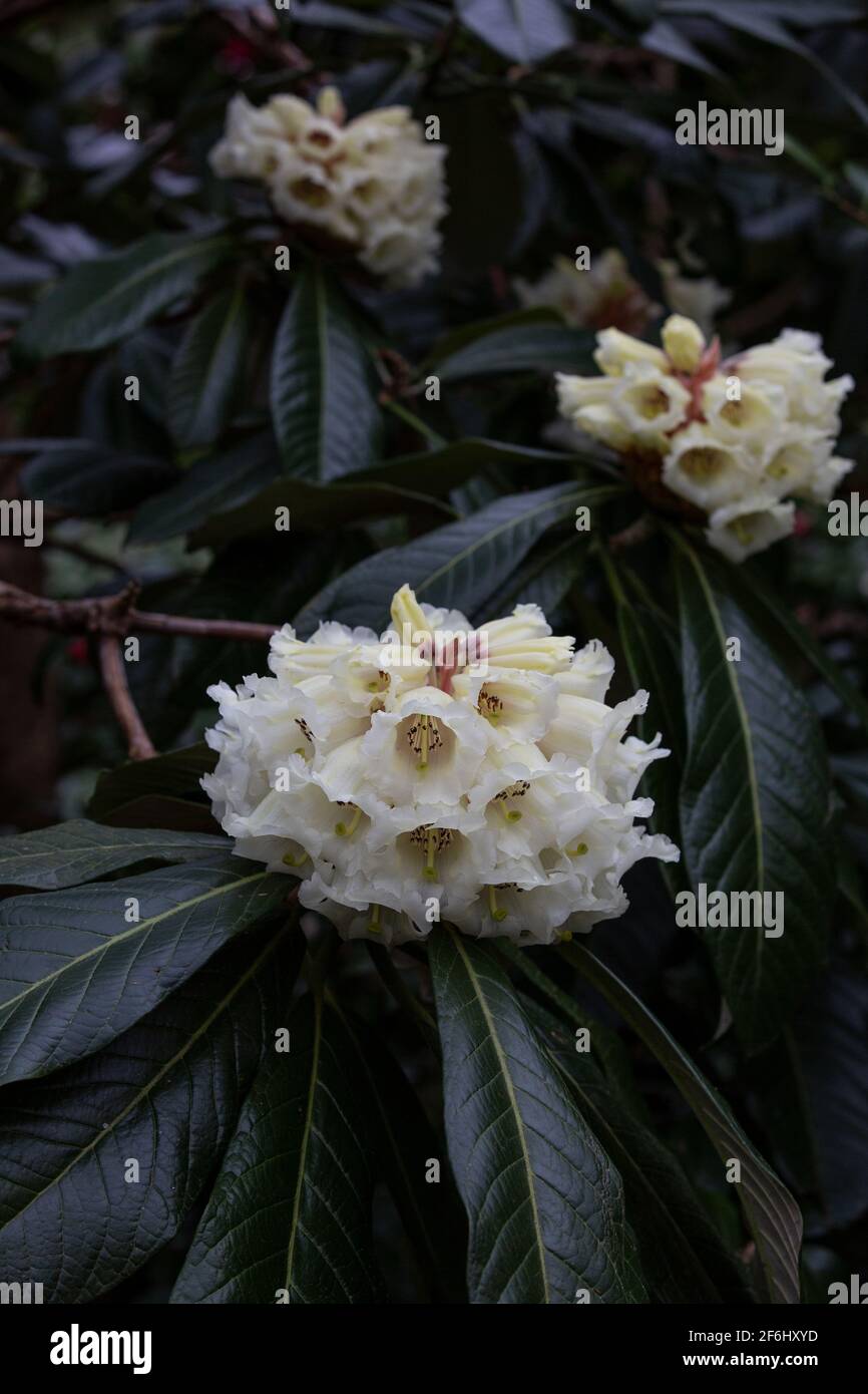 Rhododendron grande mit einem einheimischen Sortiment aus Ostnepal, große Blätter mit attraktivem weißen Wollindumentum darunter, RHS Garden Wisley, Surrey. Stockfoto