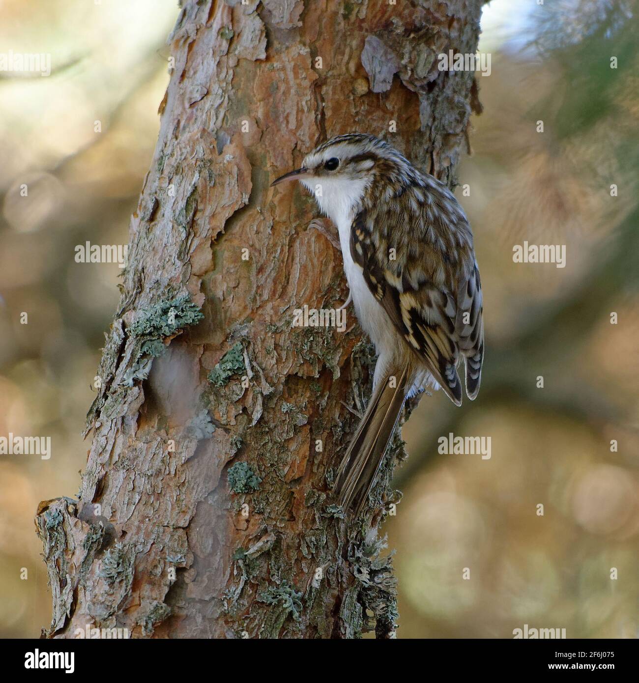 Eurasische Waldbaumläufer (Certhia Familiaris) Stockfoto