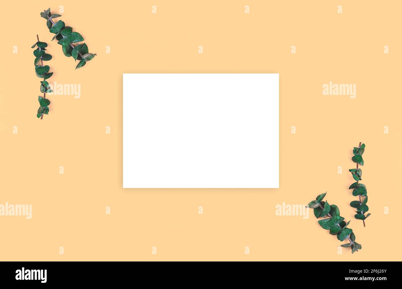 Florales und flaches Lay Mockup mit Eukalyptuszweigen auf beigefarbenem Pastellhintergrund, Kopierfläche Stockfoto