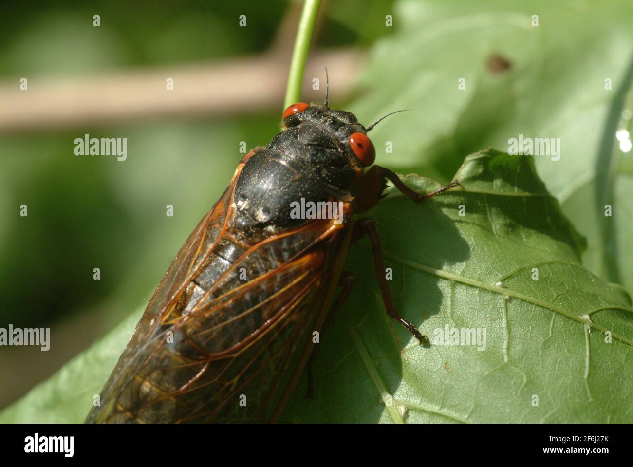 USA Maryland Insect Cicada cicadas Cicadoidea brüten X 17 Jahr Zikade taucht aus dem Boden auf, um sich zu reproduzieren Stockfoto