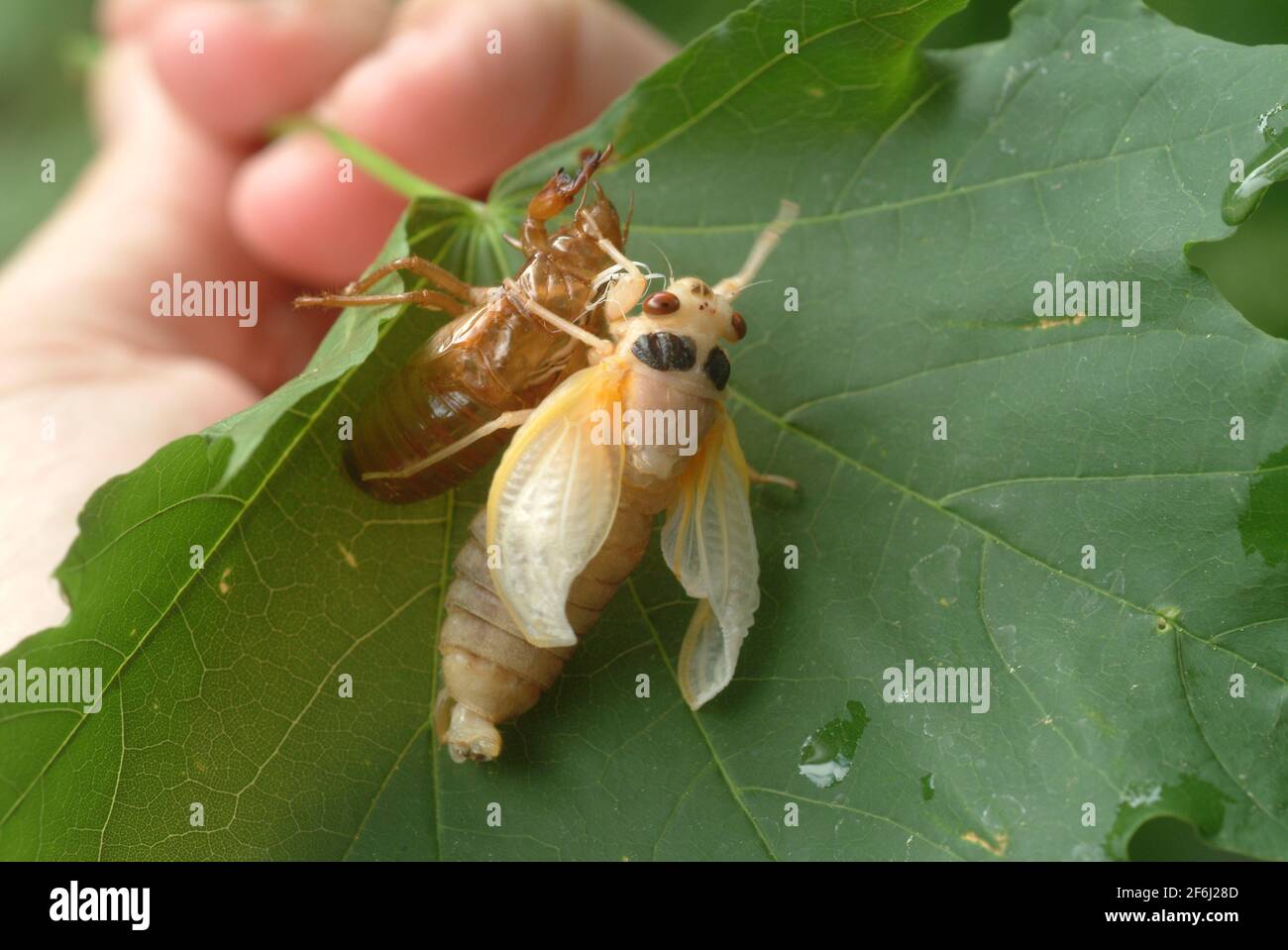 USA Maryland Insect Cicada cicadas Cicadoidea brüten X 17 Jahr Zikade taucht aus dem Boden auf, um sich zu reproduzieren Stockfoto