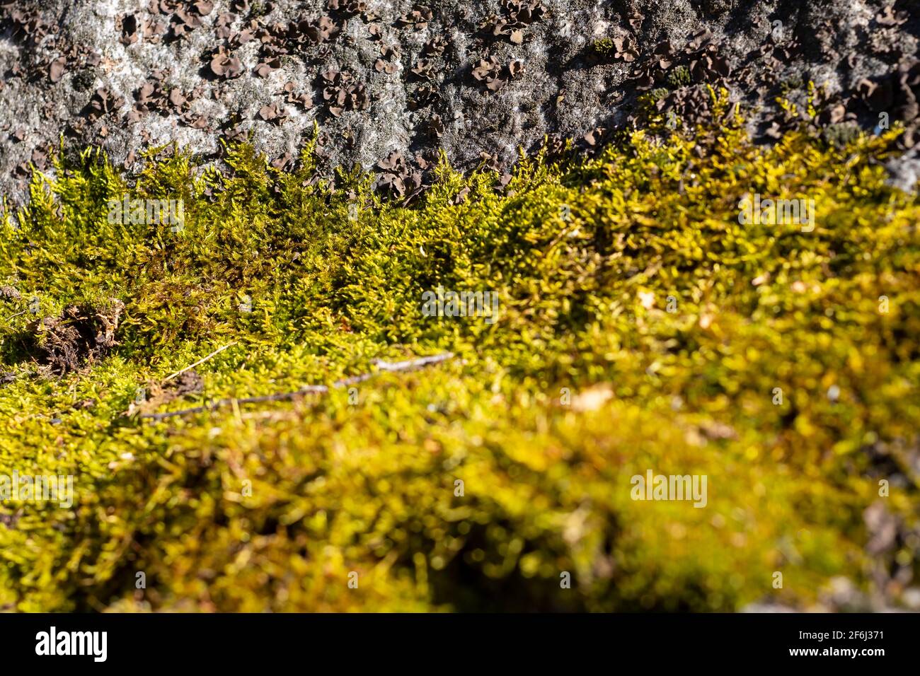 Helsinki / Finnland - 1. APRIL 2021: Eine selektive Nahaufnahme von grünem Moos und grauen Flechten auf einem Felsen. Stockfoto