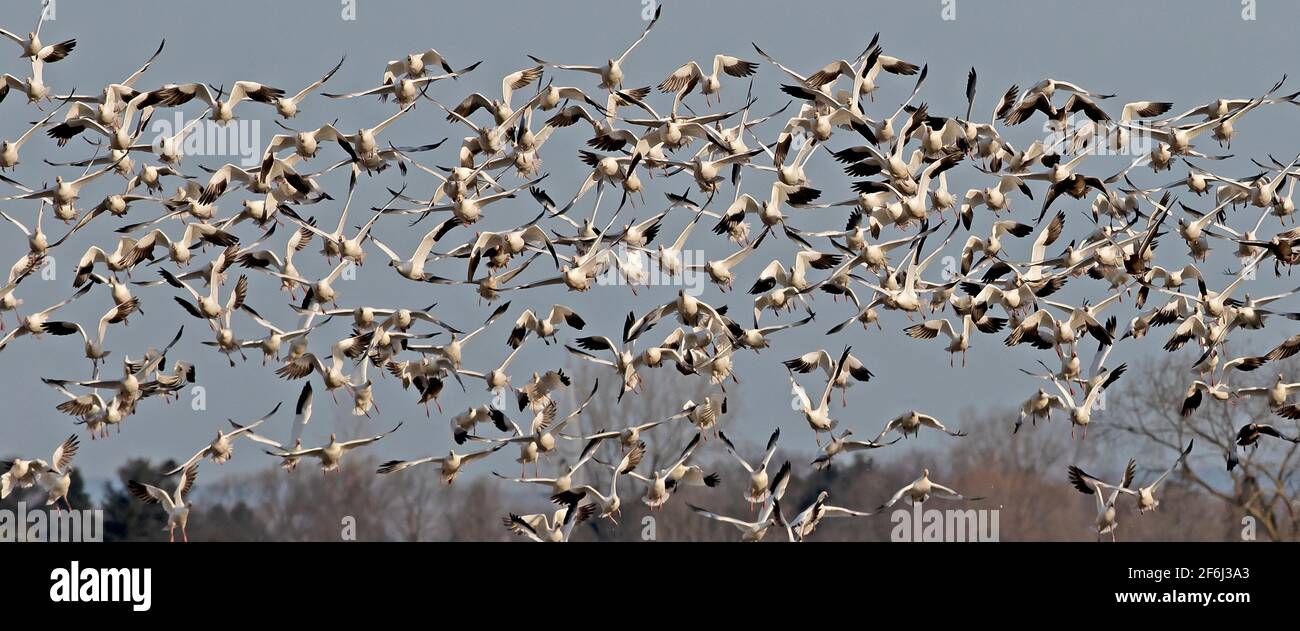 Schar von Wandergänsen, die im Frühjahr nach Norden fahren Kanada Stockfoto