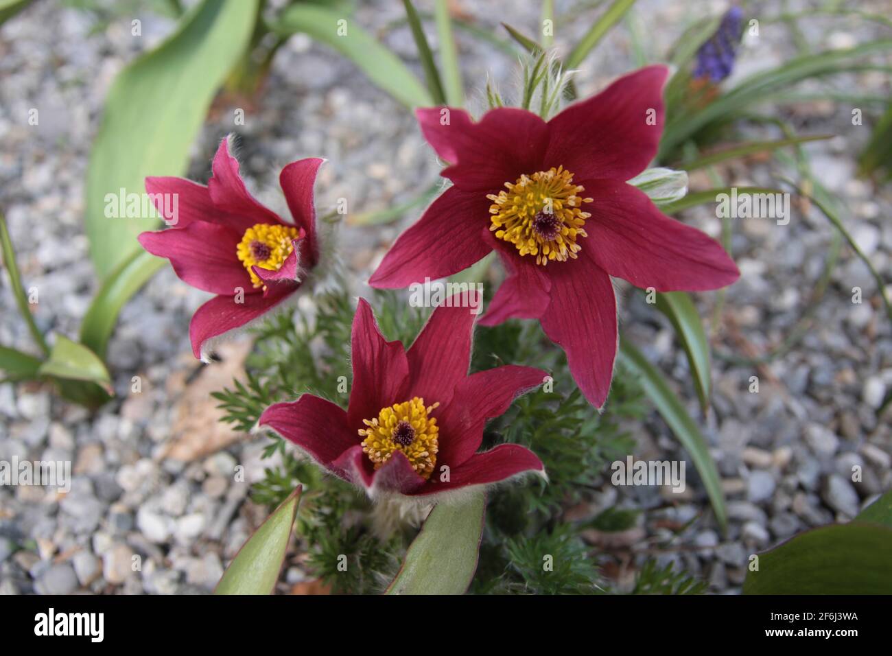 Mystic Flowers in Switzerland Bern Berner Oberland Alpen Swissalps Cover  Design Buch Kalender Design Saison Sommer Natur WWF BBC Suisse Schweiz  Stockfotografie - Alamy