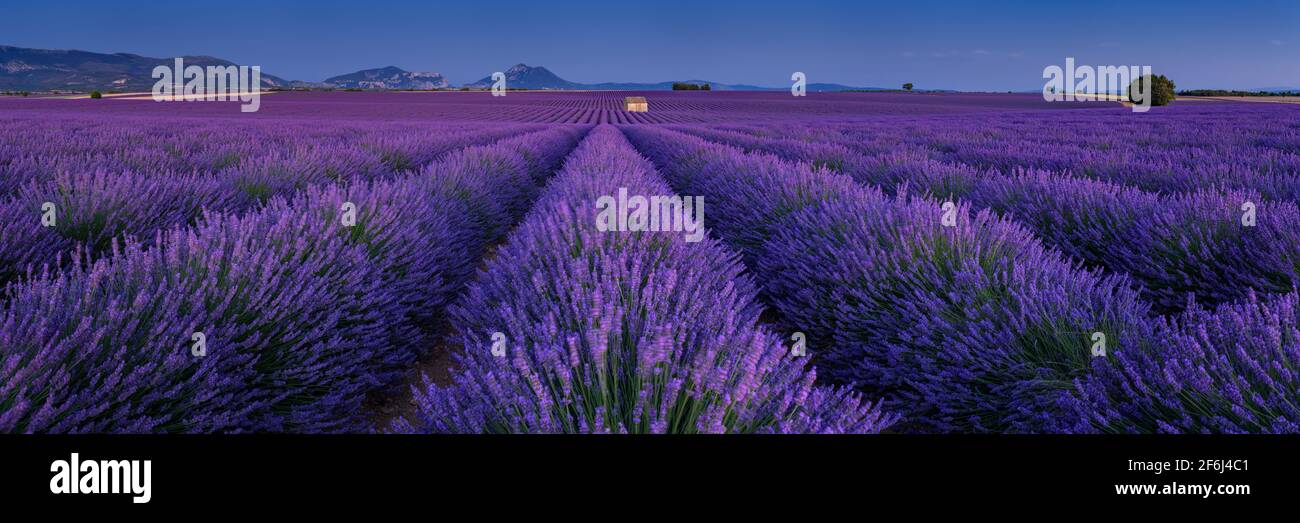 Lavendelfelder der Provence in der Hochebene von Valensole bei Dämmerung im Sommer. Alpes-de-Haute-Provence, Frankreich Stockfoto