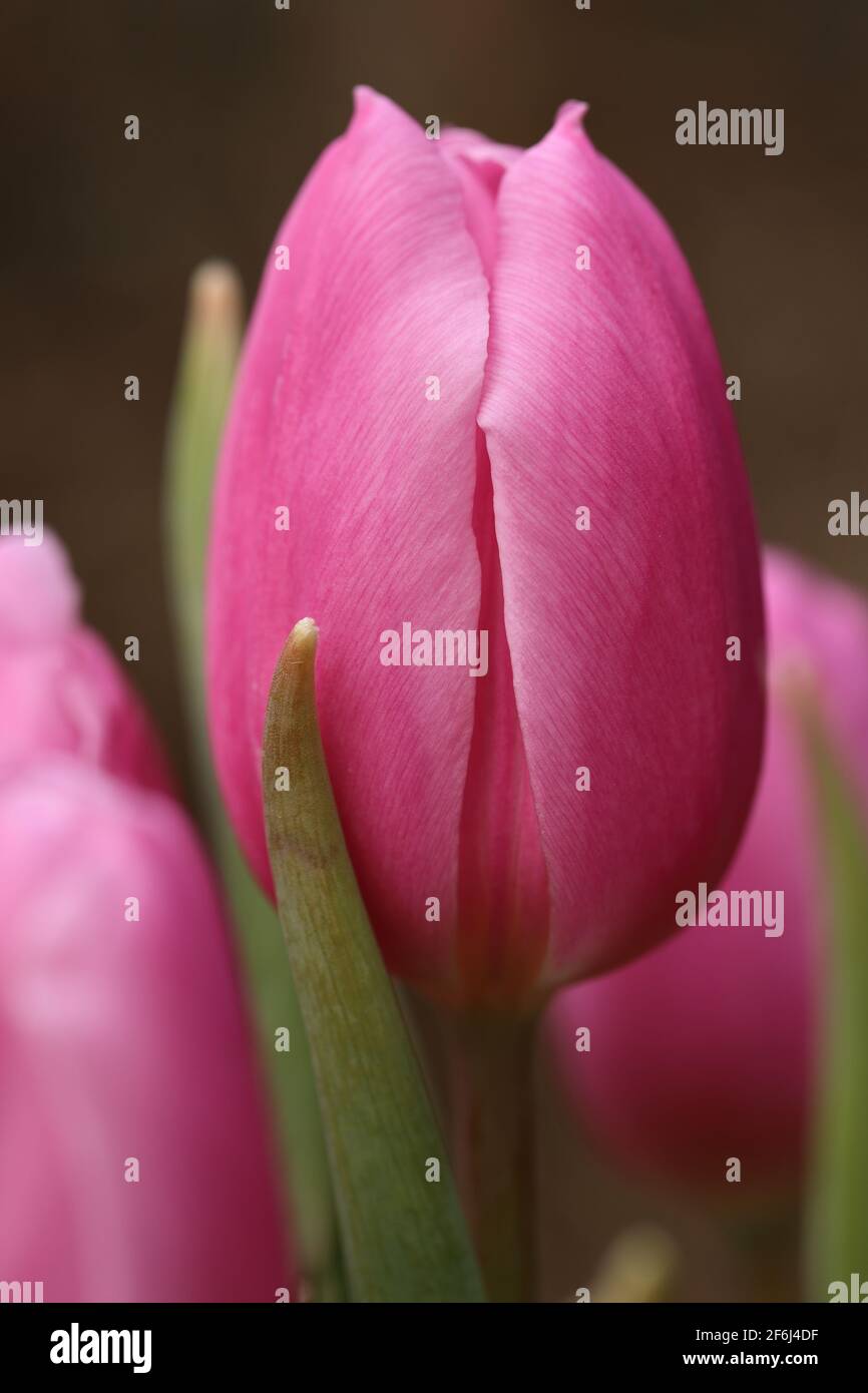 Makroaufnahme von rosa Tulpen im Frühjahr Stockfoto