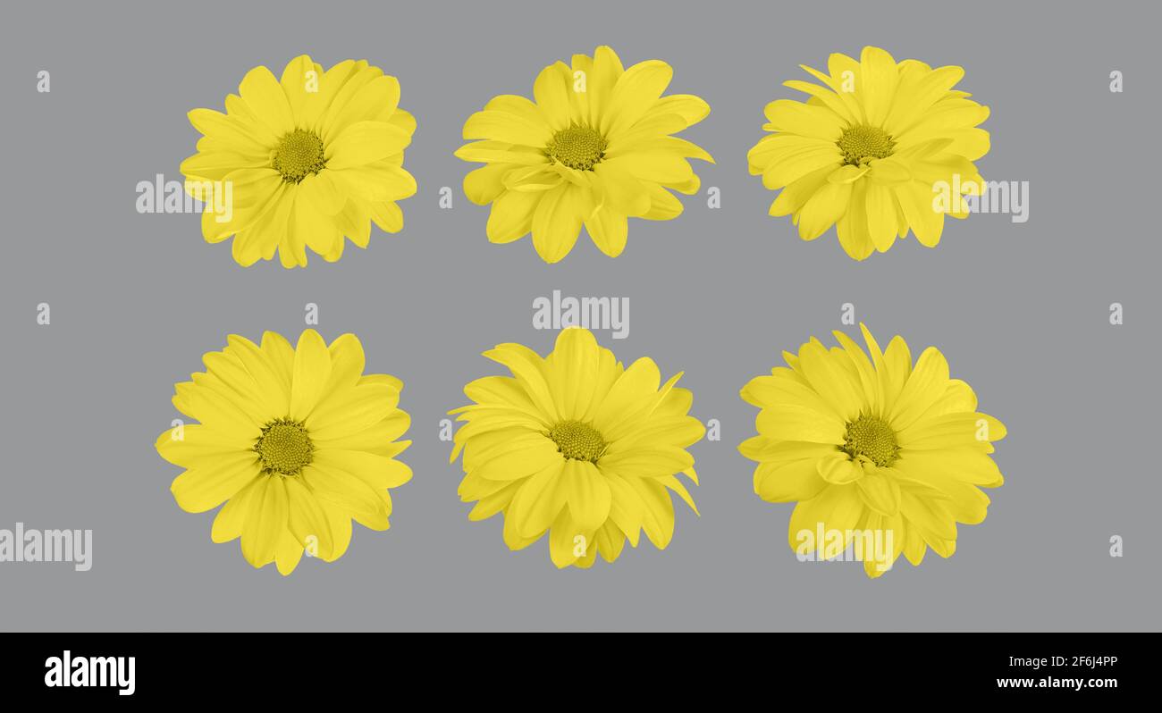 Set von floralen leuchtenden gelben Chrysantheme Knospen in verschiedenen Kamerawinkeln isoliert auf ultimativem grauen Hintergrund, Stockfoto