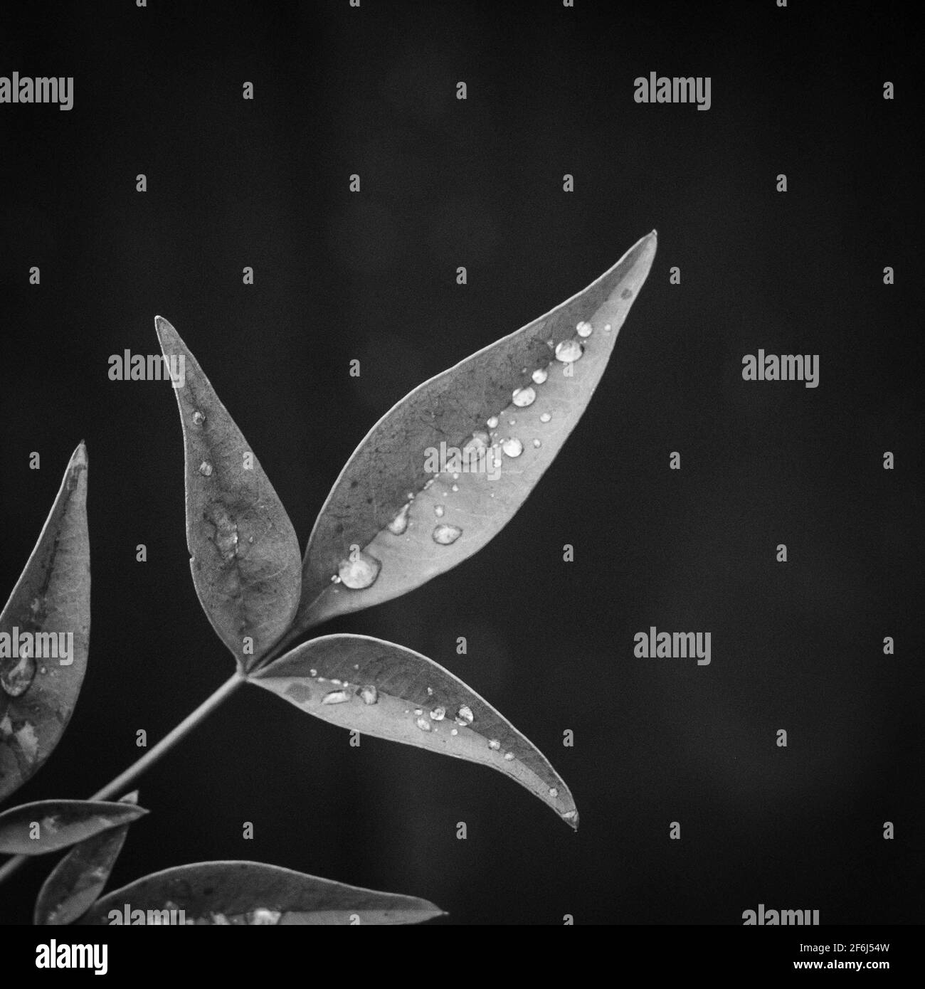 Blätter mit Wassertropfen Stockfoto