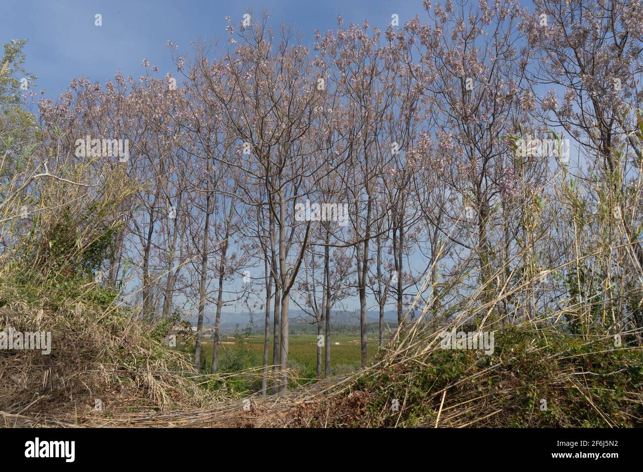 Baum am Rande eines Grabens Stockfoto