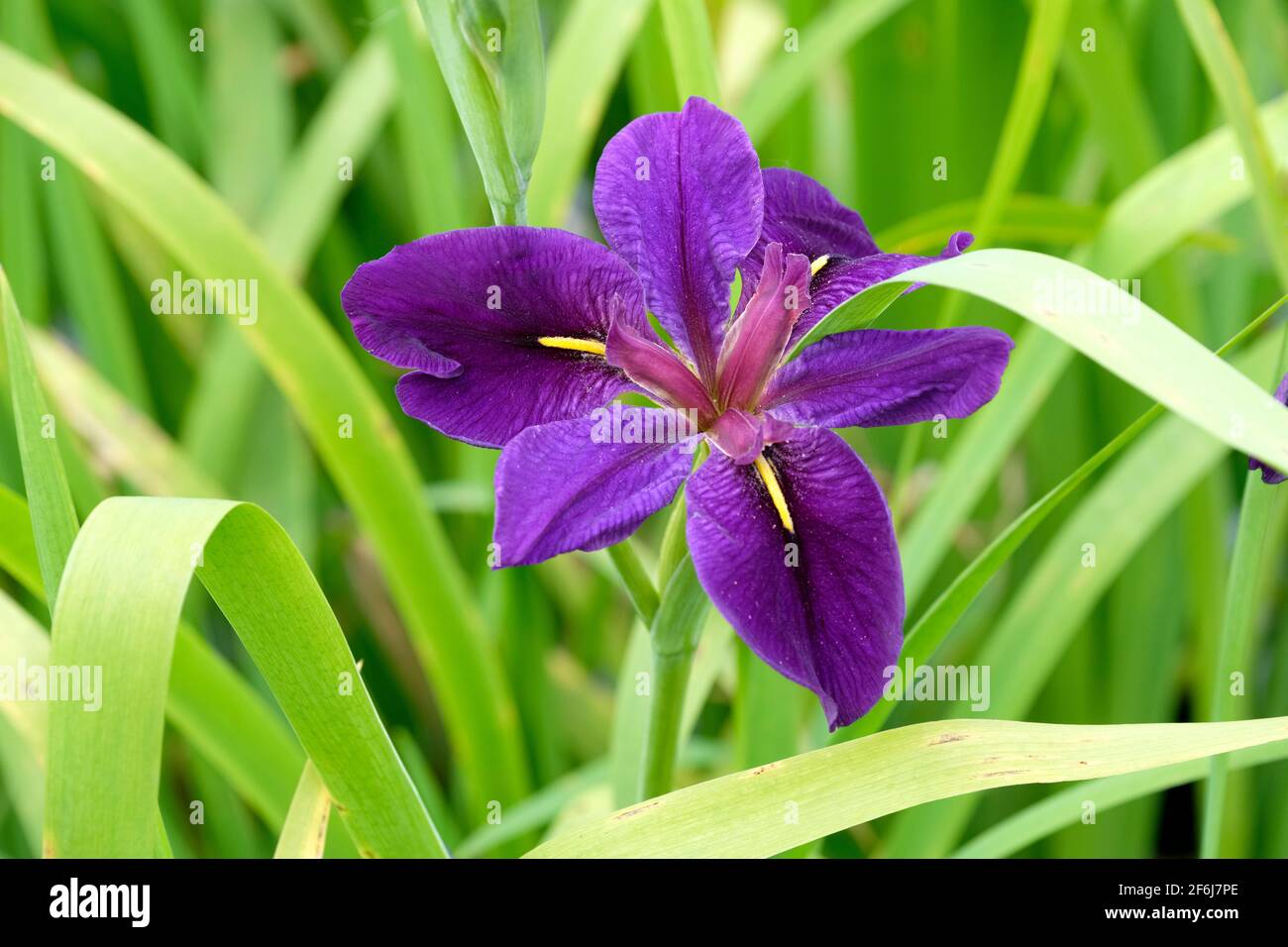 Dunkelviolette Blume der Iris „Black Gamecock“-Wasseriris. IRIS (LOUISIANA HYBRID) „BLACK GAMECOCK“ mit Laubhintergrund Stockfoto