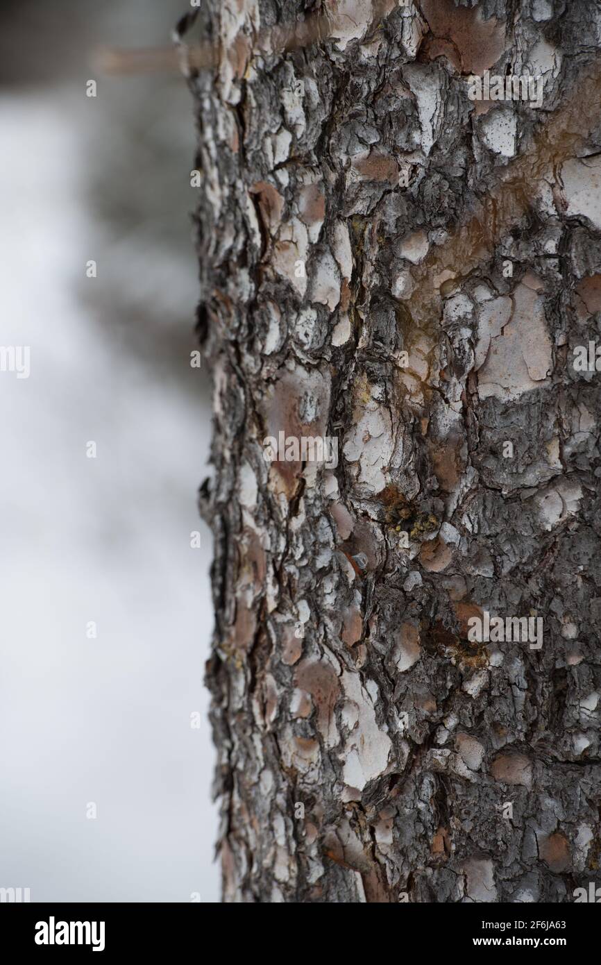 Nahaufnahme der Vertikalen von grob strukturierter Baumrinde im Freien am Wintertag mit Schnee im Hintergrund außerhalb Schicht aus Baumhaut seltsame Formen und raue Textur Stockfoto