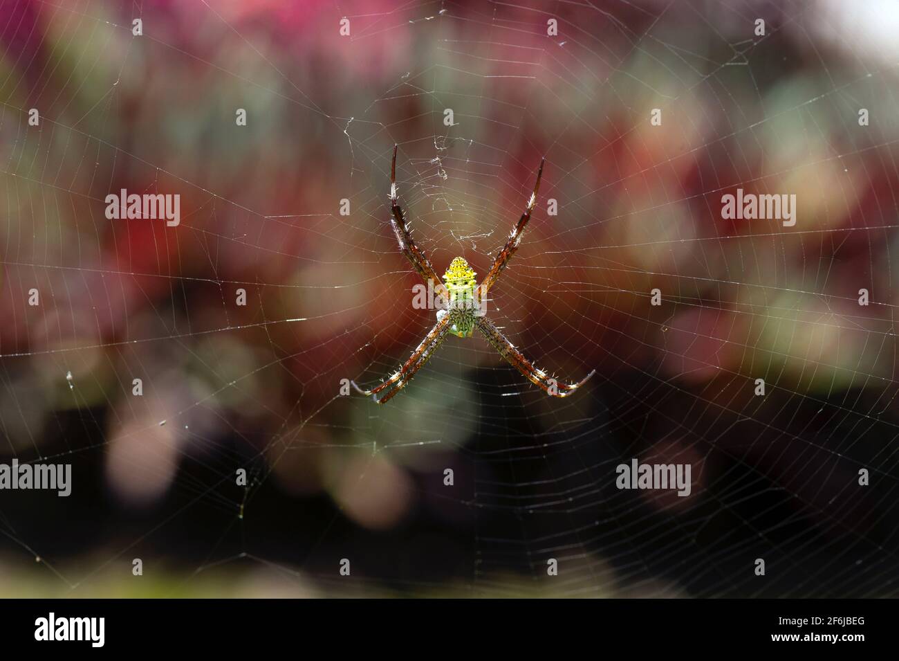 Eine gelbe Spinne und ihr unordentliches Netz, flacher Fokus mit Bokeh Hintergrund Stockfoto