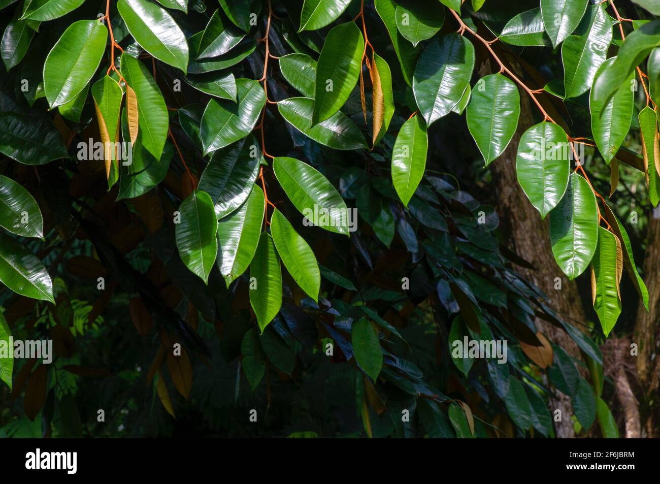 Chrysophyllum cainito, ein tropischer Baum der Familie Sapotaceae. Diese Pflanze ist auch bekannt als Golden Leaf Tree, Pomme de lait, estrella, aguay, sawo du Stockfoto