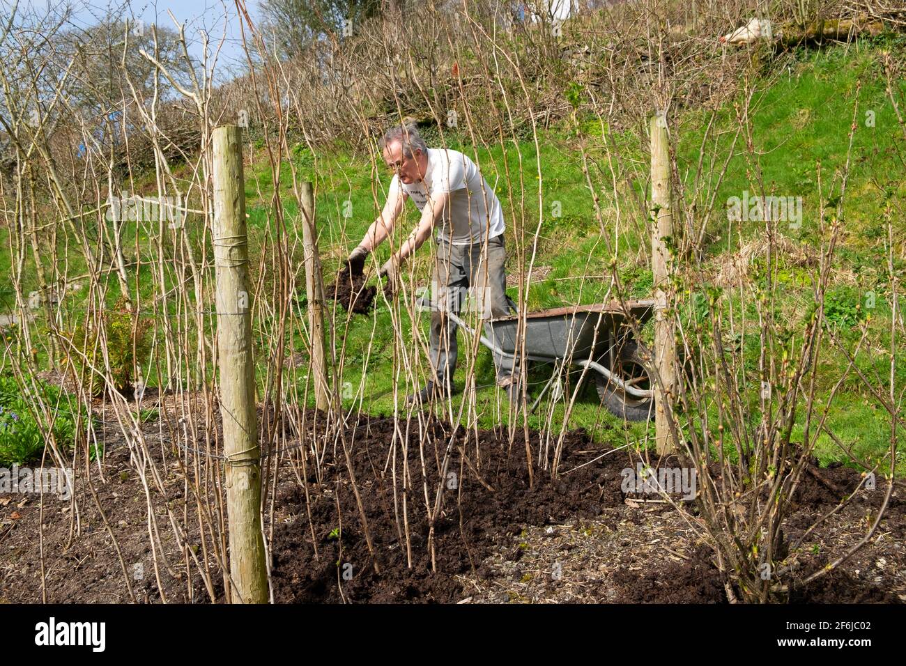 Älterer Mann männlicher Gärtner Mulchen Himbeerstöcke Himbeeren Kompost Mulch Im Frühjahr April Country Garden Wales Großbritannien Großbritannien 2021 KATHY DEWITT Stockfoto